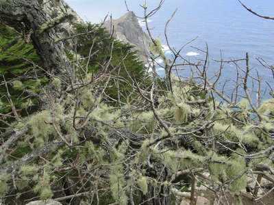 [Usnea subscabrosa]